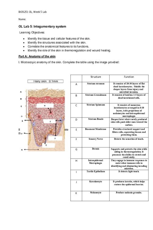 BIOS 251 Week 5 Online Lab; Integumentary system